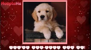 For couples and romantic singles with a sense of humor or an unconventional approach to romance, there are fun and creative greeting cards like these! 12 Valentine S Day Cards Perfect The Dog Lover In Your Life Only Good Tv Positive Uplifting Stories