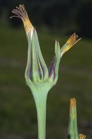 Tragopogon pratensis - Wikipedia