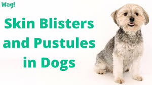 skin blisters and pustules in dogs