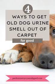 old urine smell out of carpet