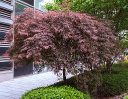 Japanese Maple To Thrive In Your Garden