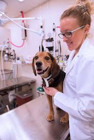 We provide affordable and convenient preventive veterinary care with no exam fees. Https Vet Purdue Edu News Wp Content Uploads 2020 09 2016 Pvm Annual Report Web Final Pdf