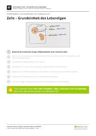 Eltern können die übungsblätter zum. Zelle Grundeinheit Des Lebendigen