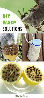 diy wasp traps solutions for the
