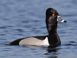 Ring Necked Duck Identification All About Birds Cornell