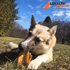 But there has been some controversy about using them in the last several years. What Are Pig Ears Health Benefits And Nutrition Healthy Dog Treats Loyaltydogtreats