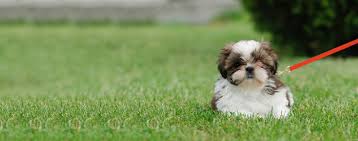 Congrats — you probably just. How To Leash Train A Shih Tzu Puppy Wag