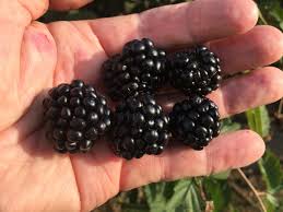 Hippocrates, the father of medicine focused on energetics of food. New Blackberry From University Of Arkansas Achieves Pinnacle Of Flavor Fruit Growers News