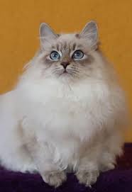 Are siberian cats really hypoallergenic? About Blue Frost Siberians
