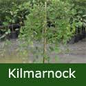 You get one dwarf weeping willow tree. Buy Dwarf Weeping Willow Tree Online From Uk Supplier Of Garden Ornamental Trees