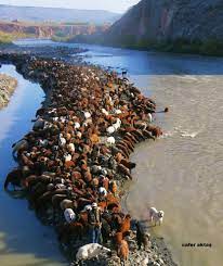 ığdır - Tuzluca -Aras nehri koyunlar su içerken | Fa