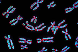 Chromosome Structure Function Britannica