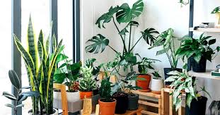 How To Protect Houseplants From Pests