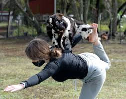 goat yoga at little ps farm has your
