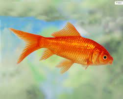 goldfish carius auratus auratus
