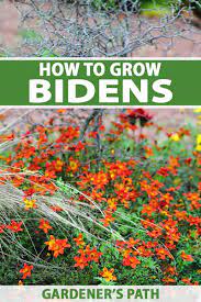 how to grow and care for bidens