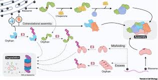 ubiquitin proteasome system