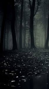 mysterious beauty of the dark forest