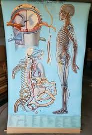 Details About Vintage Rare Denoyer Geppert Anatomy Chart Kl8 Nervous System