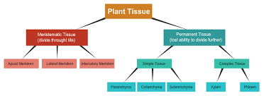 A Flow Chart On Plant Tissues Urgent Plz Fast Science