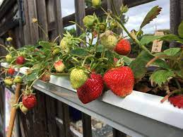 how to grow pesticide free strawberries
