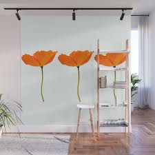 three orange poppy flowers white