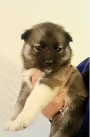 siberian husky dogs and puppies for