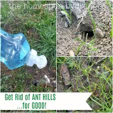ant hills in your yard and garden