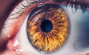 retina miami retinal vein occlusion