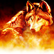 fire and ice wolf wallpaper