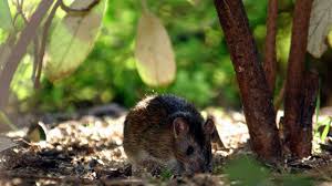 Es gibt zahlreiche faktoren, die die nagetiere anlocken (siehe oben). Ratten Im Garten Bekampfen Die Besten Tipps Focus De