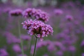 It is not planted intentionally through a seed. 62 Types Of Purple Flowers With Pictures Flower Glossary