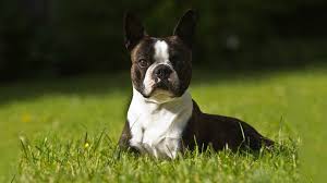 boston terrier dog breed information
