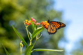 how to score free milkweed seeds for a