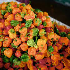 how to grow scotch bonnet peppers in
