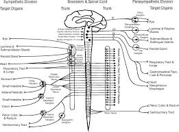 Select from premium nervous system diagram images of the highest quality. Peripheral Autonomic Nervous System Sciencedirect