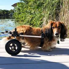 rear support dog wheelchair al k9