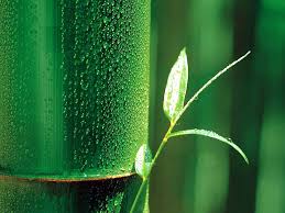 Image result for BAMBOO