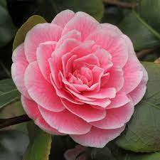 Camellia japonica 'Jean Clere' (4F-019) | Jim's Camellias