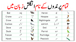 birds names in english and urdu names
