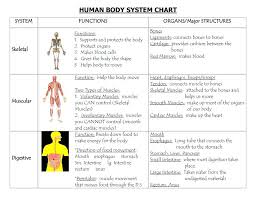 Pictures Human Body Systems Chart Pdf Human Anatomy Library