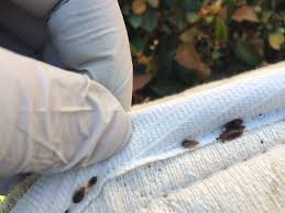 bedbugs at edge of mattress seam bed