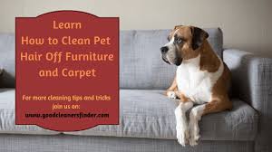 clean pet hair off furniture and carpet