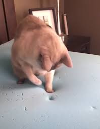 confused cat tries to figure out how