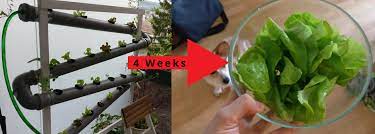 Making your own diy hydroponic garden at home is easily achievable. Diy Vertical Hydroponic System