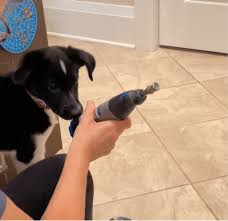 conditioning the dremel for puppy nails