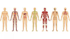 Resumen de Identificación de la estructura y función del cuerpo humano -  22122