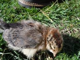 Ameraucana Chick Color Leads To What Hen Color Backyard