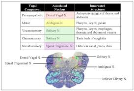 cranial nerve nuclei and brain stem