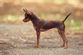 russian toy terrier photo